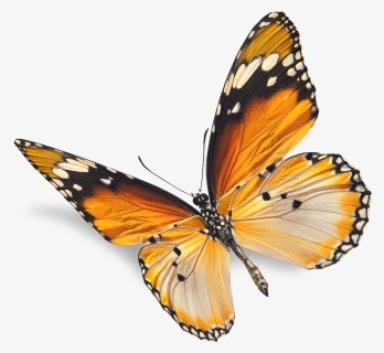 Real Butterfly Png - Monarch Butterfly Photograph Png, Transparent Png, Free Download
