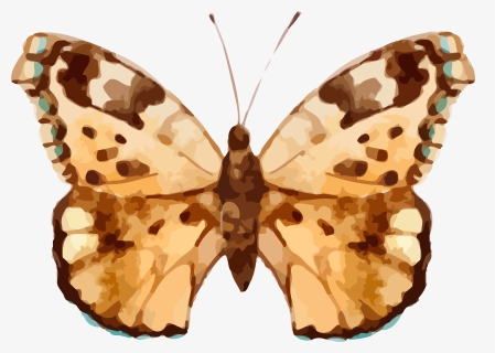 Real Butterfly Cliparts , Png Download, Transparent Png, Free Download