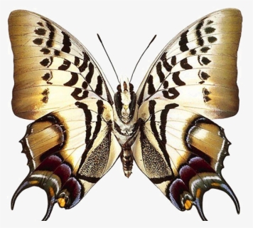 Transparent Swallowtail Butterfly Clipart - Real Butterfly Clipart, HD Png Download, Free Download