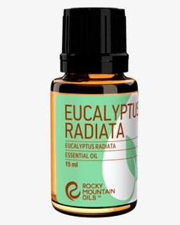 Eucalyptus Radiata, HD Png Download, Free Download