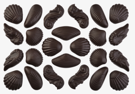 Sea Shells, 7 Different - Chocolate, HD Png Download, Free Download