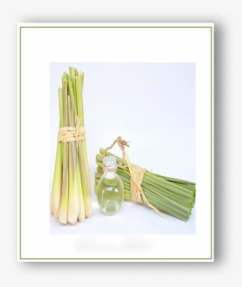 Leek, HD Png Download, Free Download