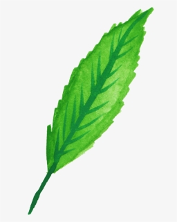 Mint Leaves Watercolor Png , Png Download - Leaf Mint Watercolor Png, Transparent Png, Free Download