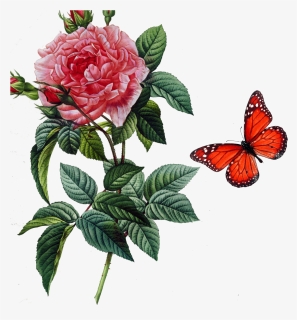 Rosa Gallica Damask Rose Centifolia Roses Botany Botanical - Rosa Gallica Drawing, HD Png Download, Free Download