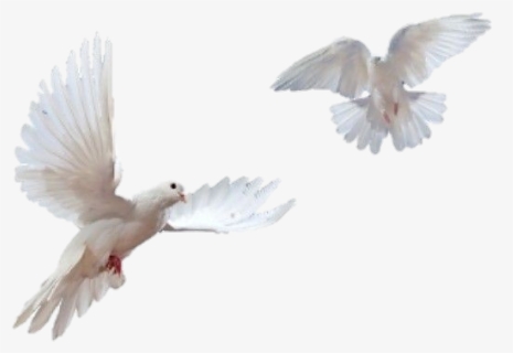 #aves #birds #palomas #aesthetic #art #soft #sticker - Doves Flying Transparent Background, HD Png Download, Free Download