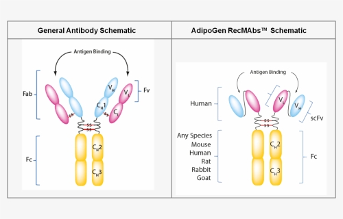 Recombinant - Monoclonal - Antibodies - Recmabs™ - - Cartoon, HD Png Download, Free Download