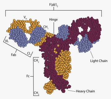 Antibody Structure - Map, HD Png Download, Free Download