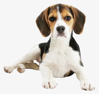 Beagle Png Clipart - Beagle-harrier, Transparent Png, Free Download