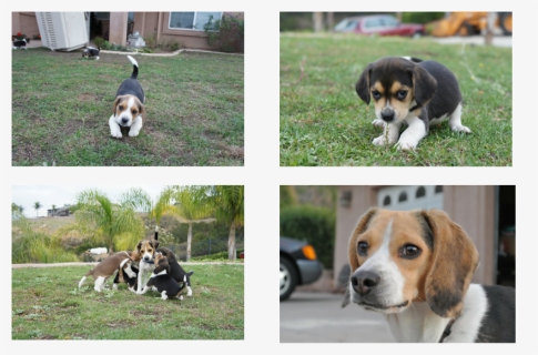 Pocket Beagle Puppy Picture - Beagle, HD Png Download, Free Download