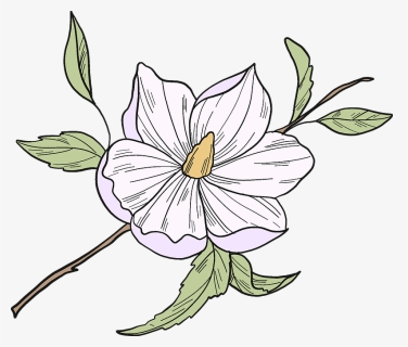 White Magnolia Flower Clipart - Lily, HD Png Download, Free Download