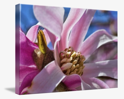 Blossom By Paul Coco - Magnolia, HD Png Download, Free Download