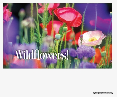 Wildflowers Seed Postcard - Geissorhiza, HD Png Download, Free Download