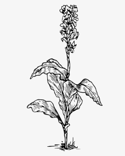 Black, Outline, Plants, Flower, White, Flowers, Plant - Plant Png Black And White, Transparent Png, Free Download
