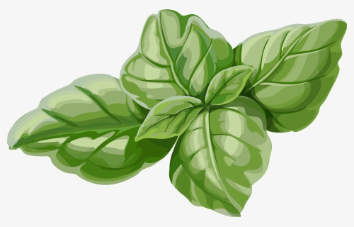 Basil Clipart Chocolate Mint - Mint Leaves Illustration Png, Transparent Png, Free Download