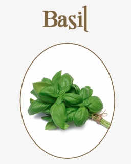 Basil Herb, HD Png Download, Free Download