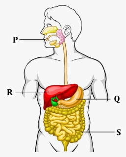 Figure Shows The Human Digestive System - Unlabelled Human Digestive System, HD Png Download, Free Download