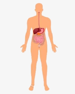 Corpo Humano Sistema Digestivo, HD Png Download, Free Download