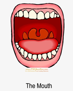 Transparent Esl Clipart - Digestive System Mouth Cartoon, HD Png Download, Free Download