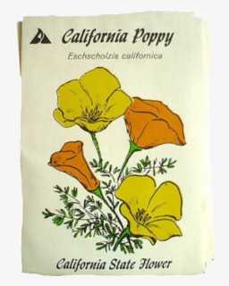 Image - Eschscholzia Californica, HD Png Download, Free Download