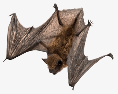 Free Png Bat Png Images Transparent - Little Brown Bat Png, Png Download, Free Download