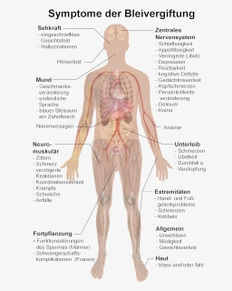 Symptome Bleivergiftung - Symptoms Of Lead Poisoning, HD Png Download, Free Download