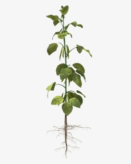 Single Banana Tree Plant - Soybean Plant Png, Transparent Png, Free Download