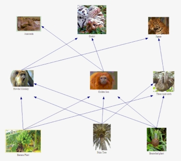 Food Web Of A Spider Monkey, HD Png Download, Free Download