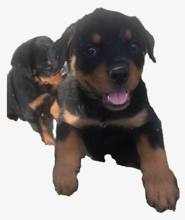 Rottweiler Puppy Png Clipart - Rottweiler, Transparent Png, Free Download