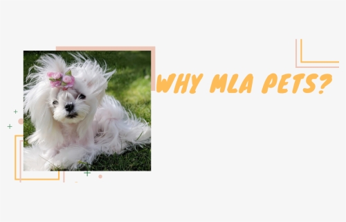 Why Mla Pets - Bolognese, HD Png Download, Free Download