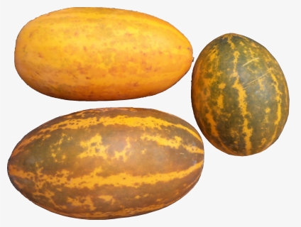 2) Jackfruit Seeds 30 Nos - Kerala Cucumber (1600x1205), - Muskmelon Cucumber, HD Png Download, Free Download