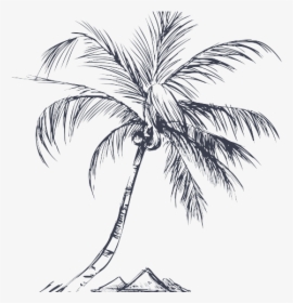 Coconut Tree Line Art, HD Png Download, Free Download