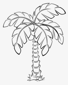 Sabal Palm Palm Trees Flowering Plant Drawing Cc0 - Sabal Palm Tree Drawing, HD Png Download, Free Download