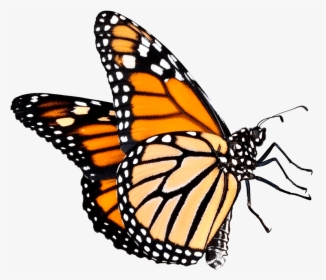 Butterfly Outline Clipart Transparent Background - Monarch Butterfly Png Transparent, Png Download, Free Download