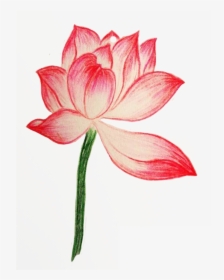 Pink Drawing Colored Pencil - Sacred Lotus, HD Png Download, Free Download