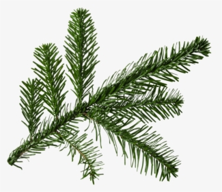 Clip Art Fir For Free - Pine Tree Branch Png, Transparent Png, Free Download