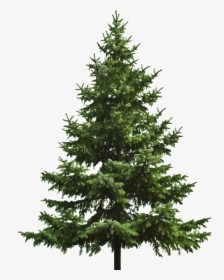 Transparent Background Pine Tree Png, Png Download, Free Download