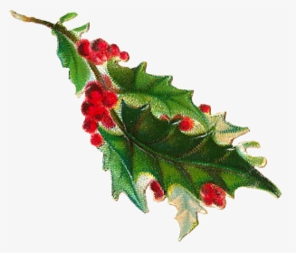 Free Christmas Clip Art - Vintage Christmas Holly Png, Transparent Png, Free Download