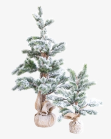 Transparent Pine Png - Christmas Tree, Png Download, Free Download