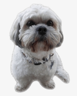 Shih Tzu Puppy Png File - Shih Tzu Dog Png, Transparent Png, Free Download
