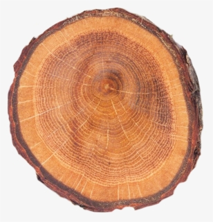#woods #wood #woodlands #material #braon #trees #tree - Tree Stump, HD Png Download, Free Download
