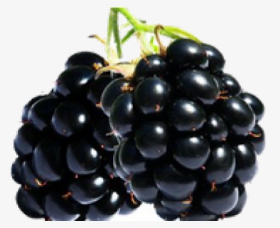 Blackberry Fruit Png Transparent Images - Zarzamora Png, Png Download, Free Download
