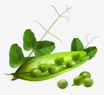Download For Free Pea Png - Transparent Background Snap Peas, Png Download, Free Download