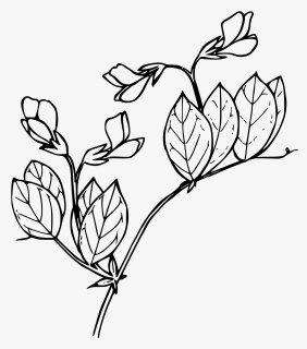 Sierran Pea Clip Arts - Black And White Pea Plant, HD Png Download, Free Download