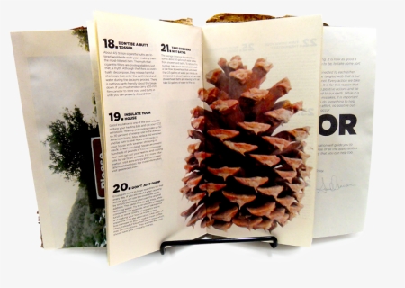 Pinecone, HD Png Download, Free Download