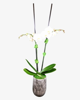 Double-stem Phaelanopsis Orchid - Lily Of The Valley, HD Png Download, Free Download