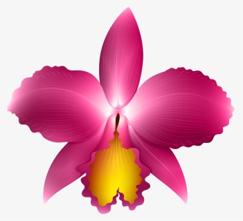 Clipart Frames Orchid - Transparent Background Orchid Clipart, HD Png Download, Free Download