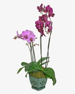 Colorful Orchid Display - Orchids, HD Png Download, Free Download