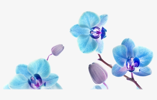 Flower Blue Orchid Png, Transparent Png, Free Download