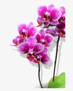 Orchids Png, Transparent Png, Free Download