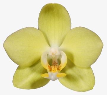 Transparent Orchids Png - Phalaenopsis Sanderiana, Png Download, Free Download